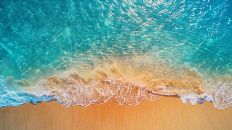 Méduses en vacances : Votre plage est-elle parmi les rares épargnées cette semaine ?