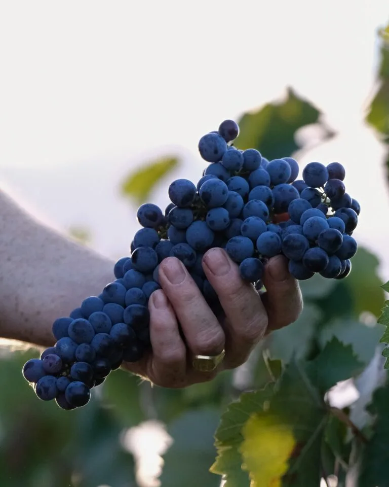 Vignobles PACA