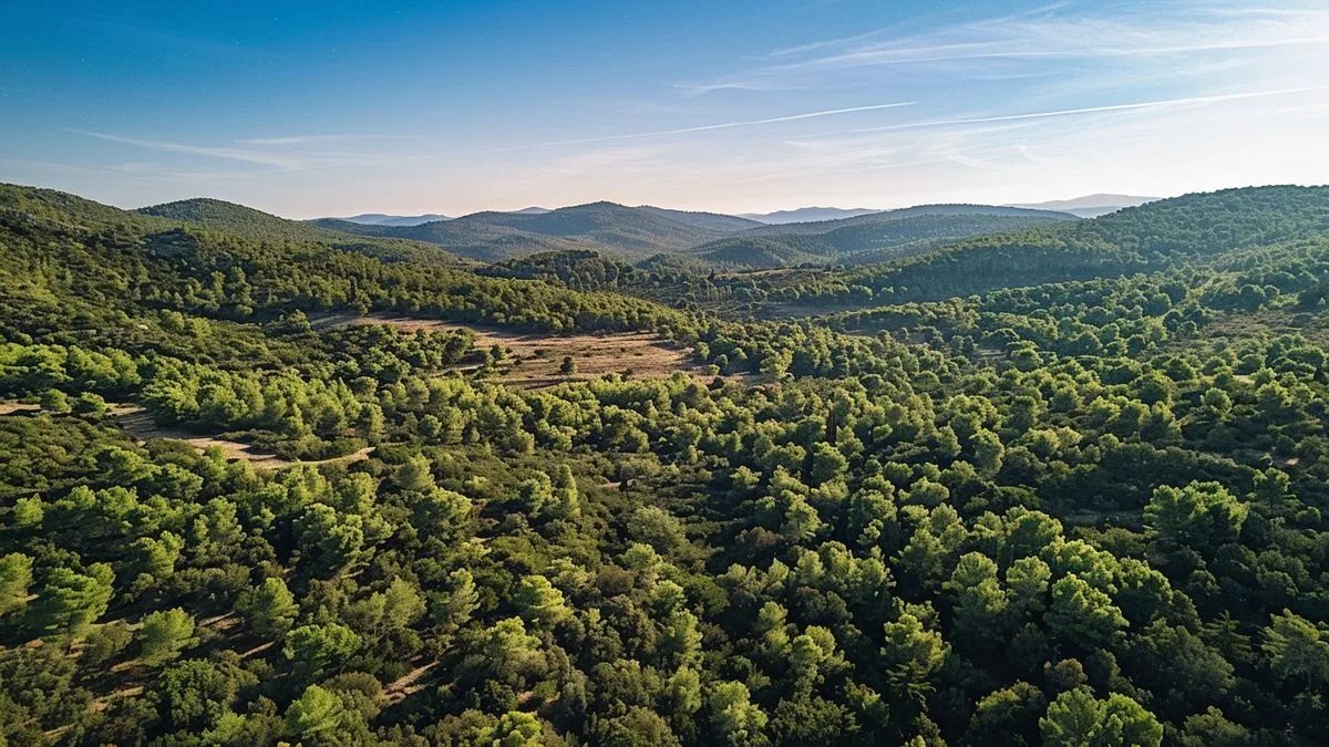 Fire prevention: Access forbidden to several forests in Var and Bouches-du-Rhône