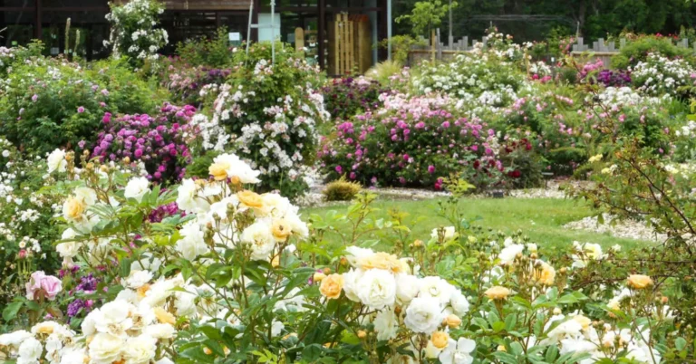 découvrez la magie de la fête des roses, un événement enchanteur célébrant la beauté et la diversité des roses. rejoignez-nous pour des activités festives, des expositions florales et des ateliers créatifs, tout en profitant de spectacles envoûtants et de délicieuses spécialités gastronomiques. ne manquez pas cette occasion unique de plonger dans l'univers floral et de célébrer la nature !