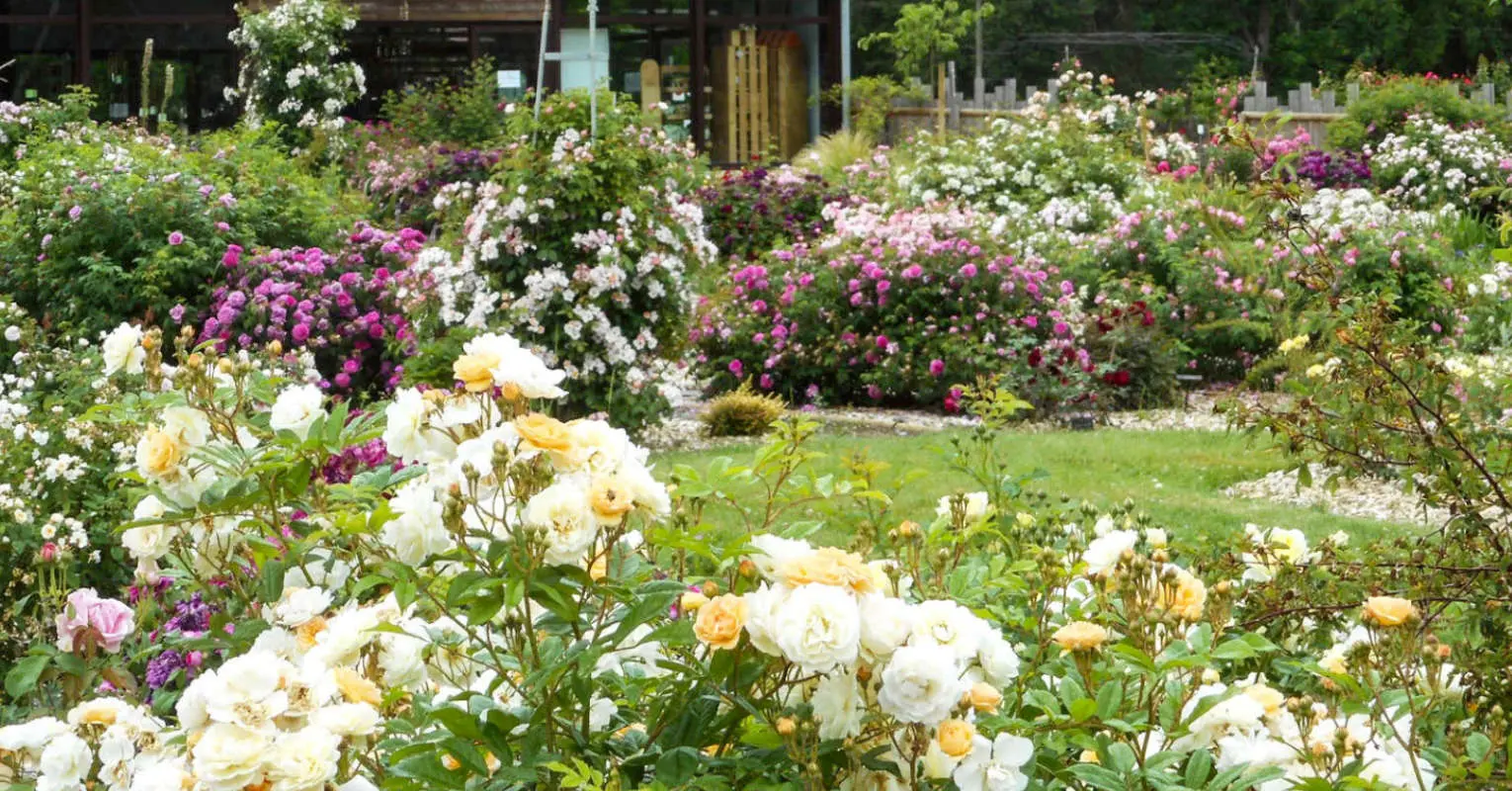 découvrez la magie de la fête des roses, un événement enchanteur célébrant la beauté et la diversité des roses. rejoignez-nous pour des activités festives, des expositions florales et des ateliers créatifs, tout en profitant de spectacles envoûtants et de délicieuses spécialités gastronomiques. ne manquez pas cette occasion unique de plonger dans l'univers floral et de célébrer la nature !