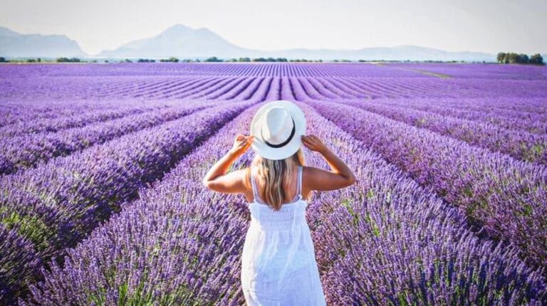Les Champs de Lavandes de Valensole - Sortir en Paca