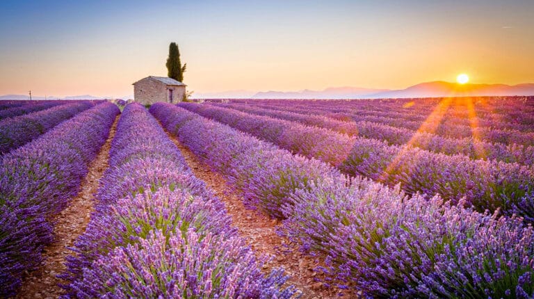 Plateau de Valensole - Sortir en Paca